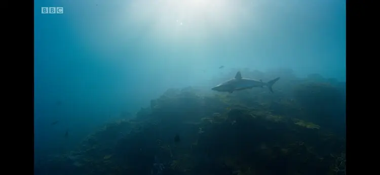 Grey reef shark (Carcharhinus amblyrhynchos) as shown in Seven Worlds, One Planet - Australia